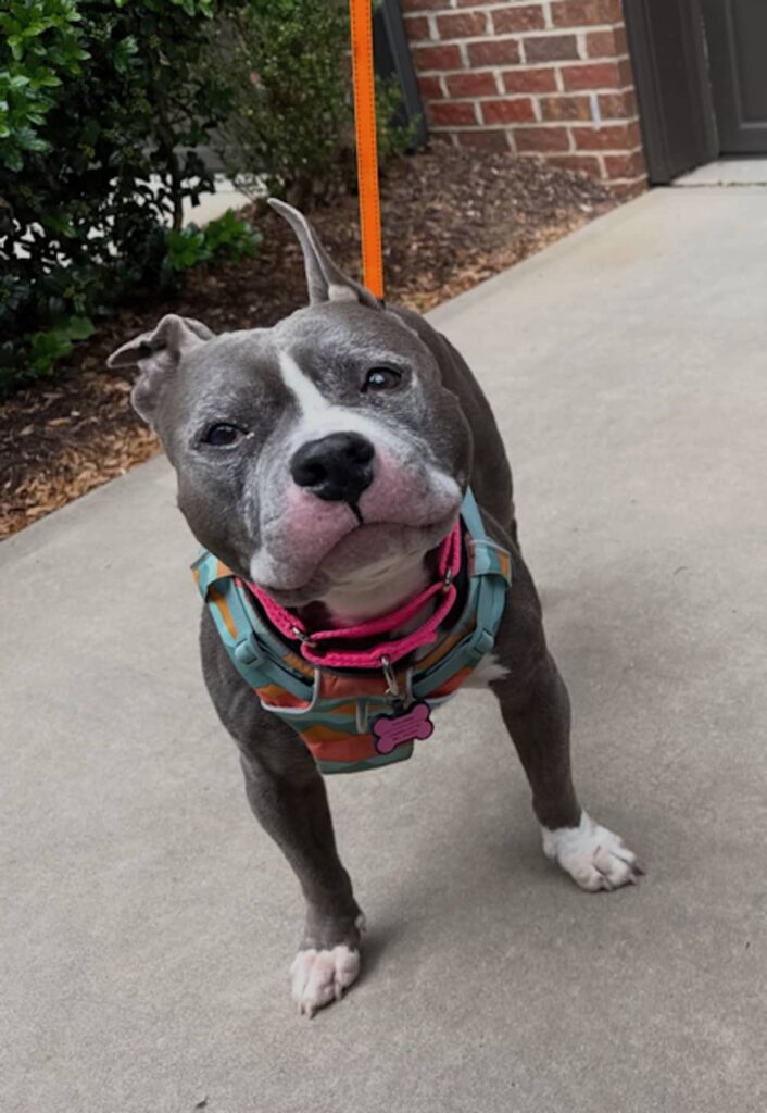 gray bully type dog wearing a harness