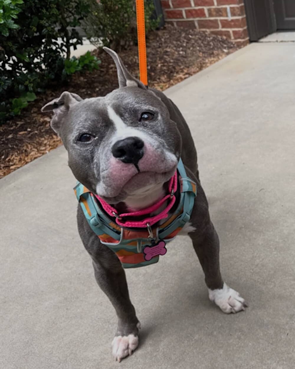 gray bully type dog wearing a harness