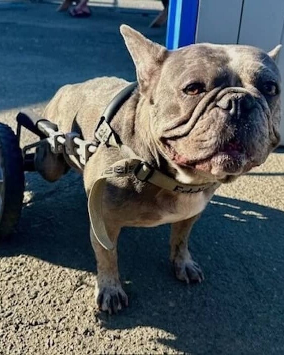 small gray bulldog with a dog wheelchair