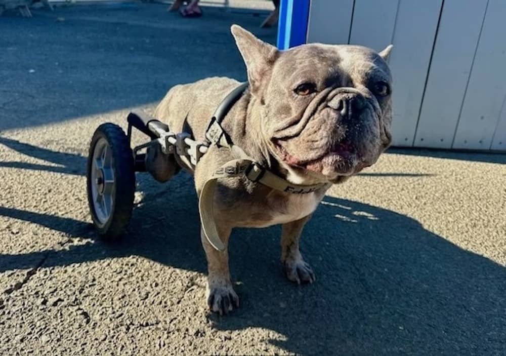 small gray bulldog with a dog wheelchair