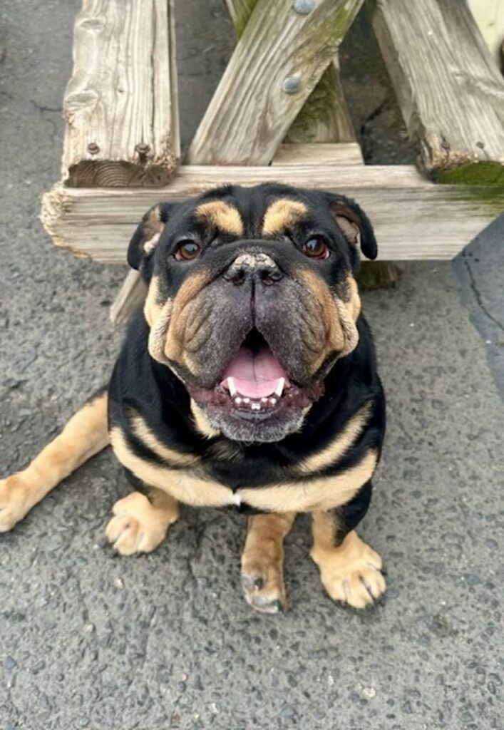 happy black and tan dog sitting down