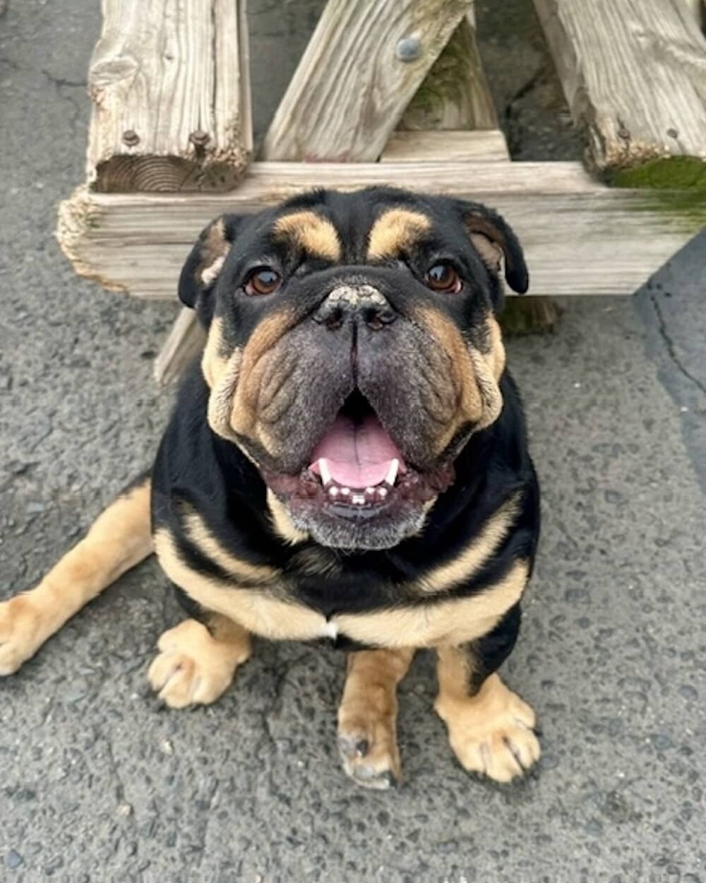 happy black and tan dog sitting down