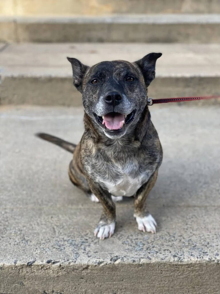 sitting brindle dog with gray hair on muzzle