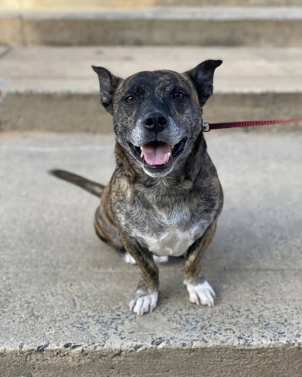 sitting brindle dog with gray hair on muzzle